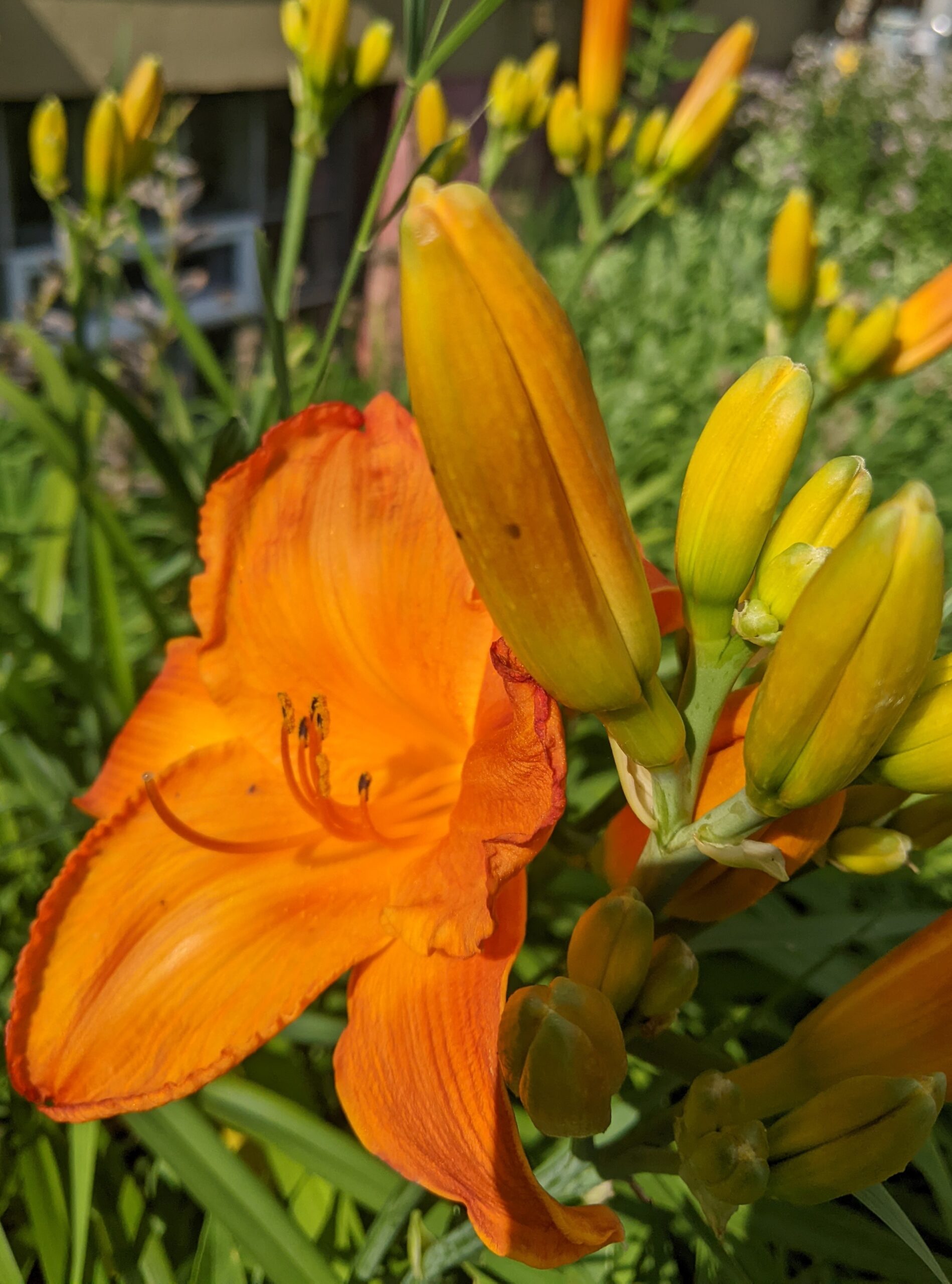 Impregnability Out Of Focus Makes It In Focus – Unsightly Mental Blemishes