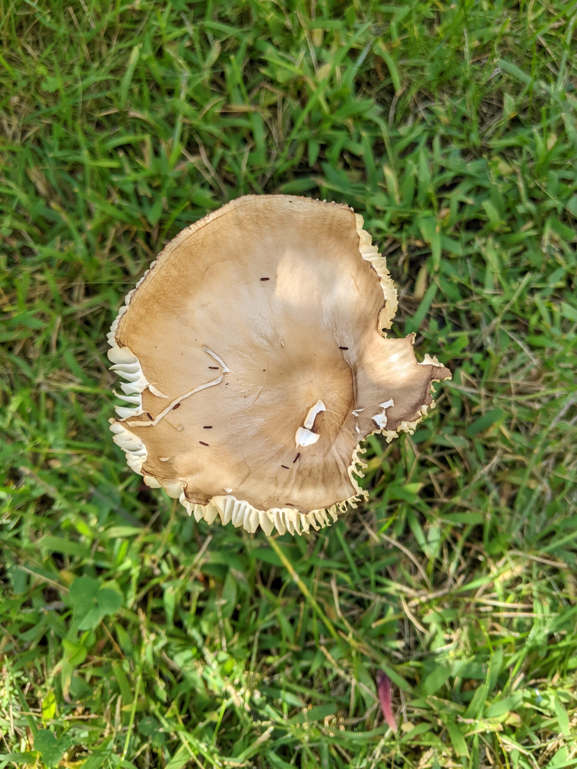 Impregnability Some Fall Pics – Unsightly Mental Blemishes